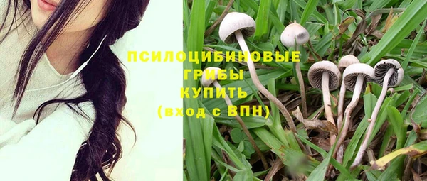ГАЛЛЮЦИНОГЕННЫЕ ГРИБЫ Новозыбков