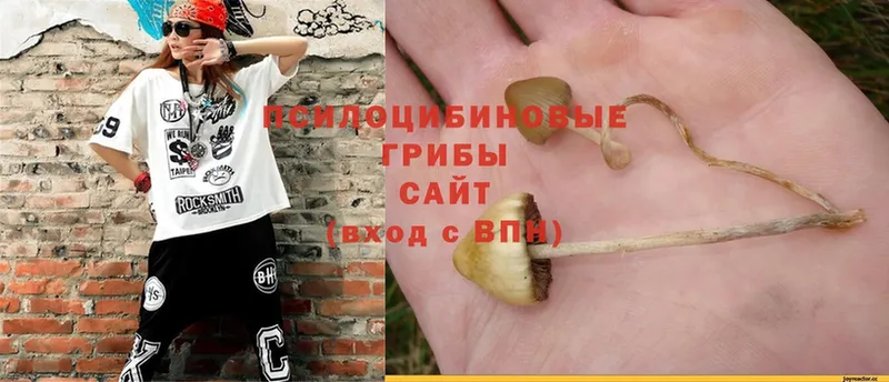 Псилоцибиновые грибы Psilocybine cubensis  Мичуринск 